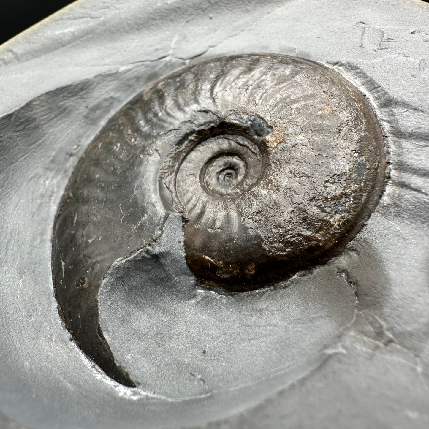 Golden Egg (GENUINE) Ammonite Fossil With Stand - Whitby, North Yorkshire Jurassic Coast Yorkshire Fossils