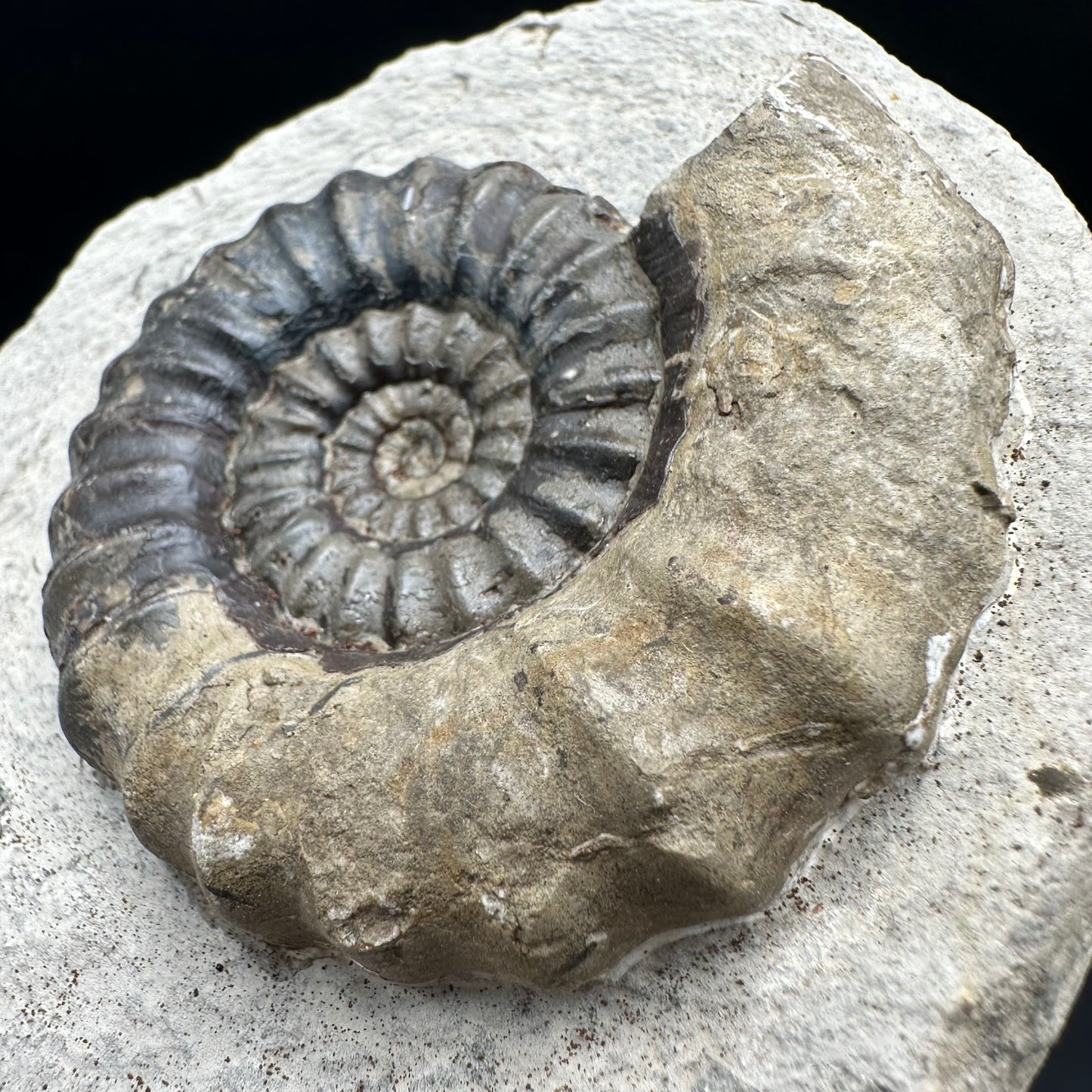 Androgynoceras maculatum Ammonite fossil with gift box and stand - Whitby, North Yorkshire Jurassic Coast Yorkshire Fossils