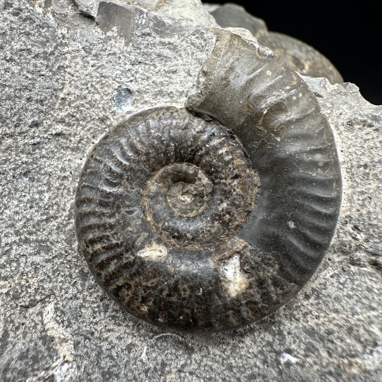 Grammoceras thoaurense Ammonite shell fossil - Whitby, North Yorkshire, Yorkshire Fossils from the Jurassic Coast