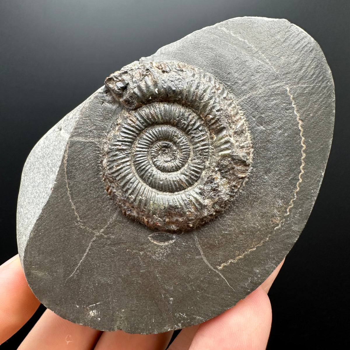 Dactylioceras Ammonite Fossil With box and Stand - Whitby, North Yorkshire Jurassic Coast Yorkshire Fossils