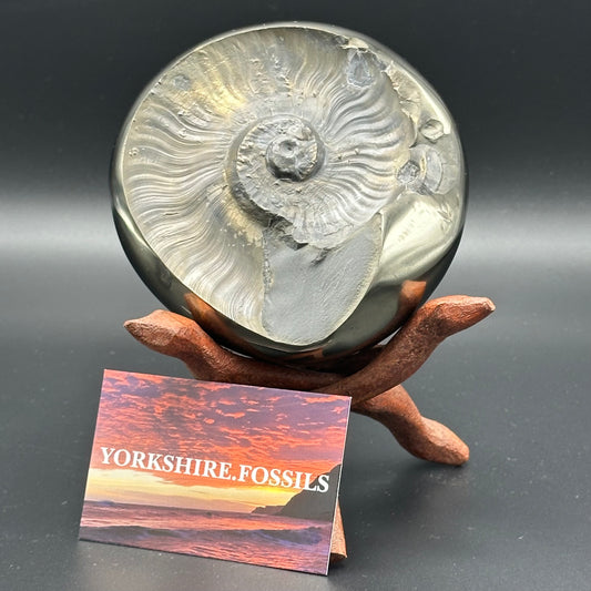 Golden Egg (GENUINE) Ammonite Fossil With Stand - Whitby, North Yorkshire Jurassic Coast Yorkshire Fossils