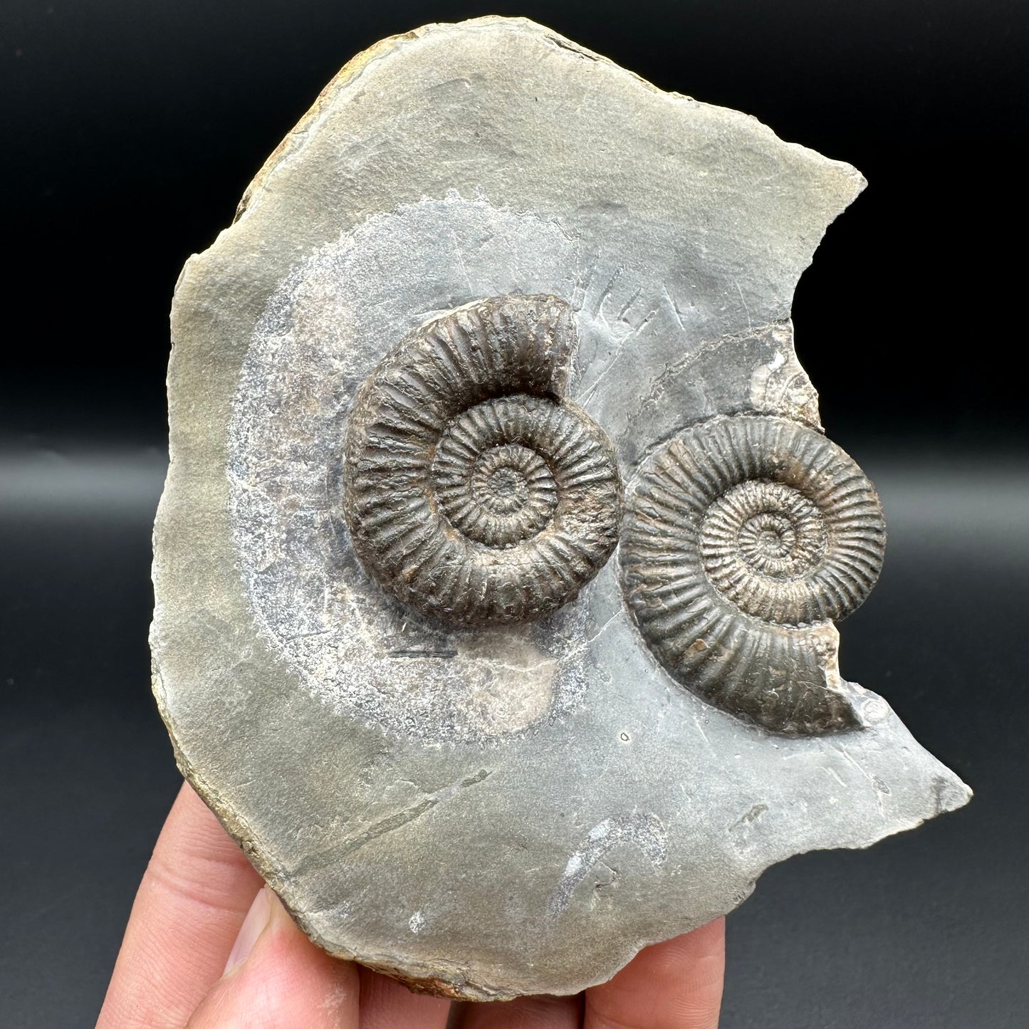 Zugodactylites ammonite fossil with box and stand - Whitby, North Yorkshire Jurassic Coast, Yorkshire fossils