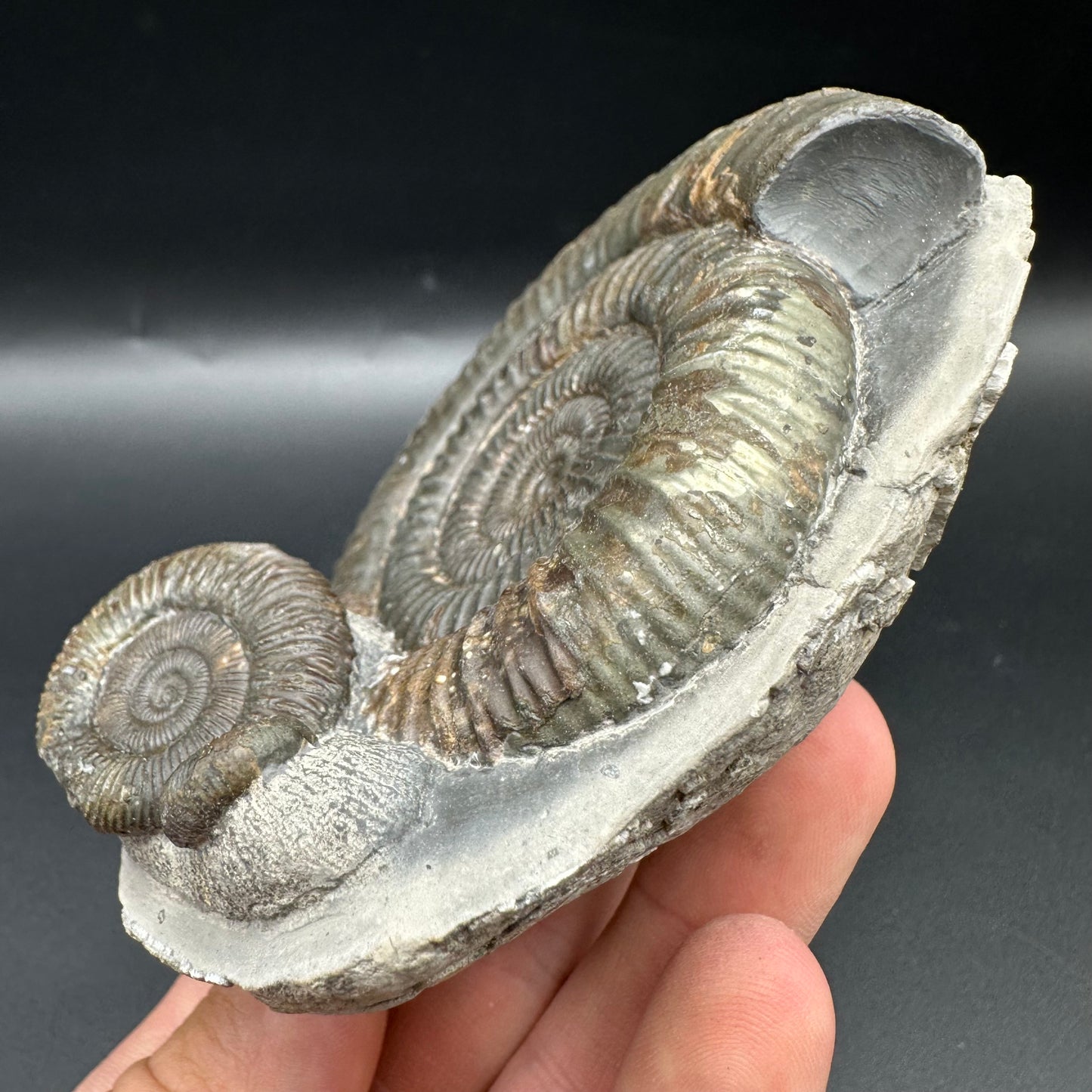 Dactylioceras Multi ammonite fossil with box and stand - Whitby, North Yorkshire Jurassic Coast, Yorkshire Fossils