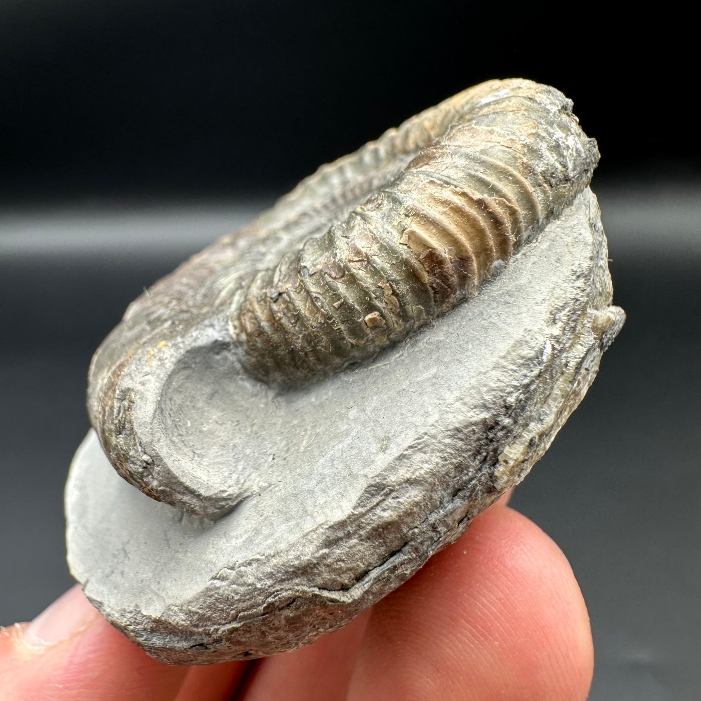 Dactylioceras Ammonite Fossil With Box And Stand - Whitby, North Yorkshire Jurassic Coast Yorkshire Fossils