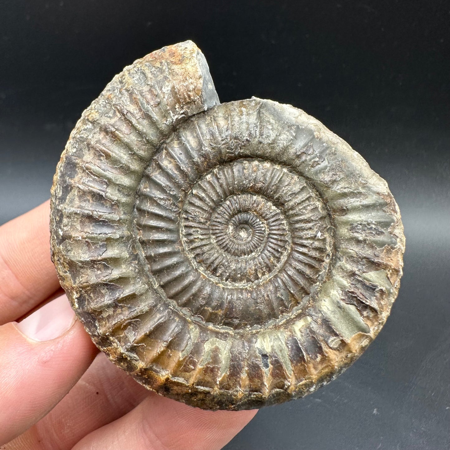 Dactylioceras Ammonite Fossil With box and Stand - Whitby, North Yorkshire Jurassic Coast Yorkshire Fossils