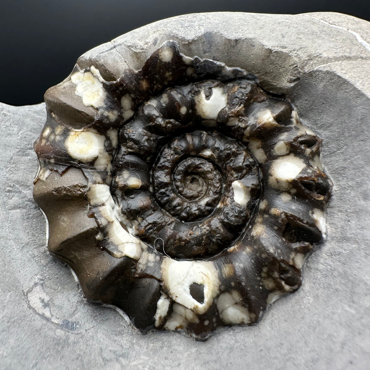 Androgynoceras maculatum ammonite fossil with stand - Whitby, North Yorkshire Jurassic Coast Yorkshire Fossils