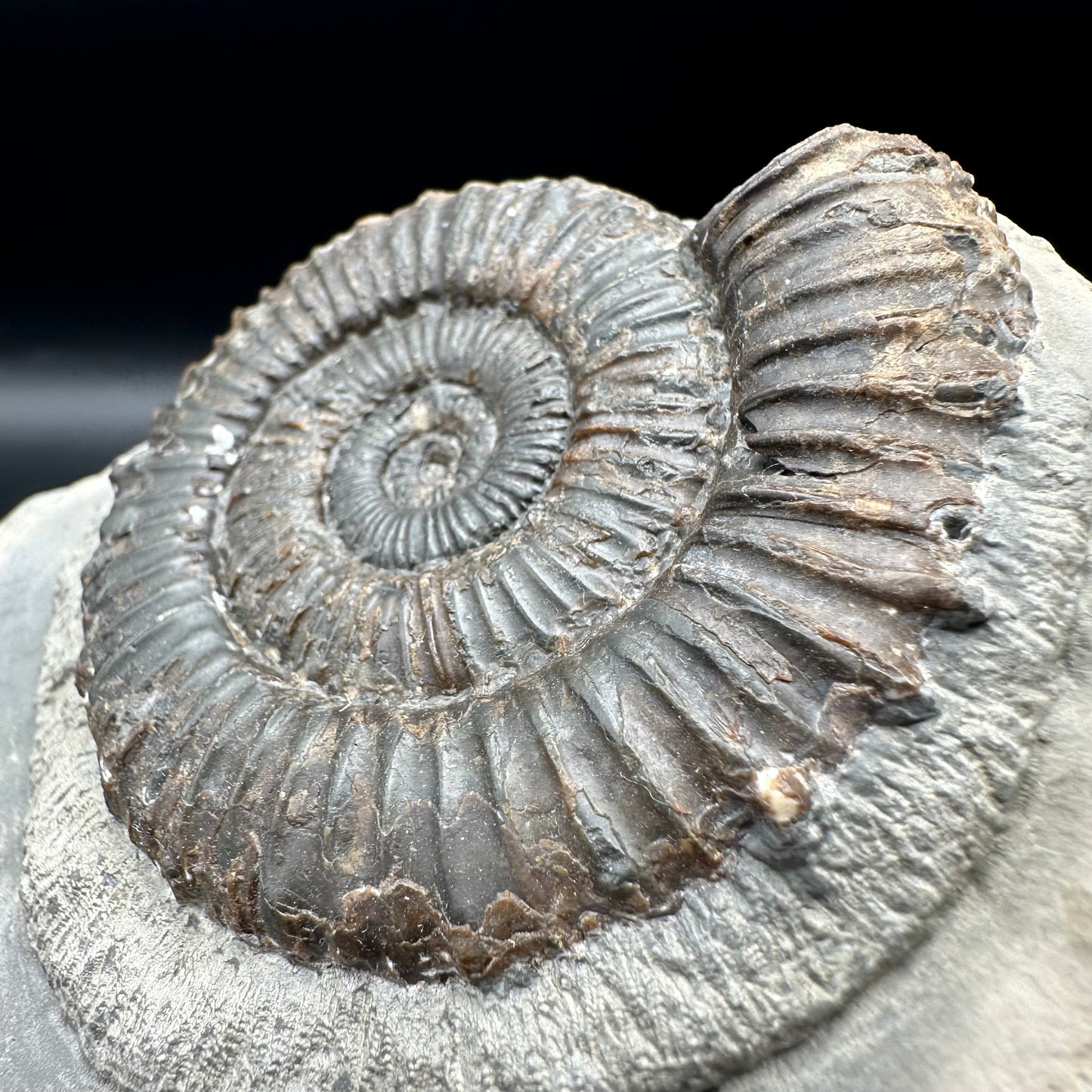 Peronoceras fibulatum ammonite fossil with box and stand - Whitby, North Yorkshire Jurassic Coast Yorkshire Fossils