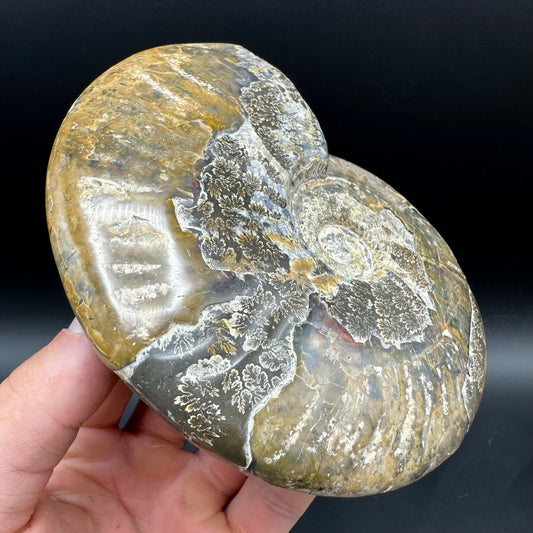 Cleoniceras Ammonite Fossil With Stand - Cretaceous Ammonite Madagascar