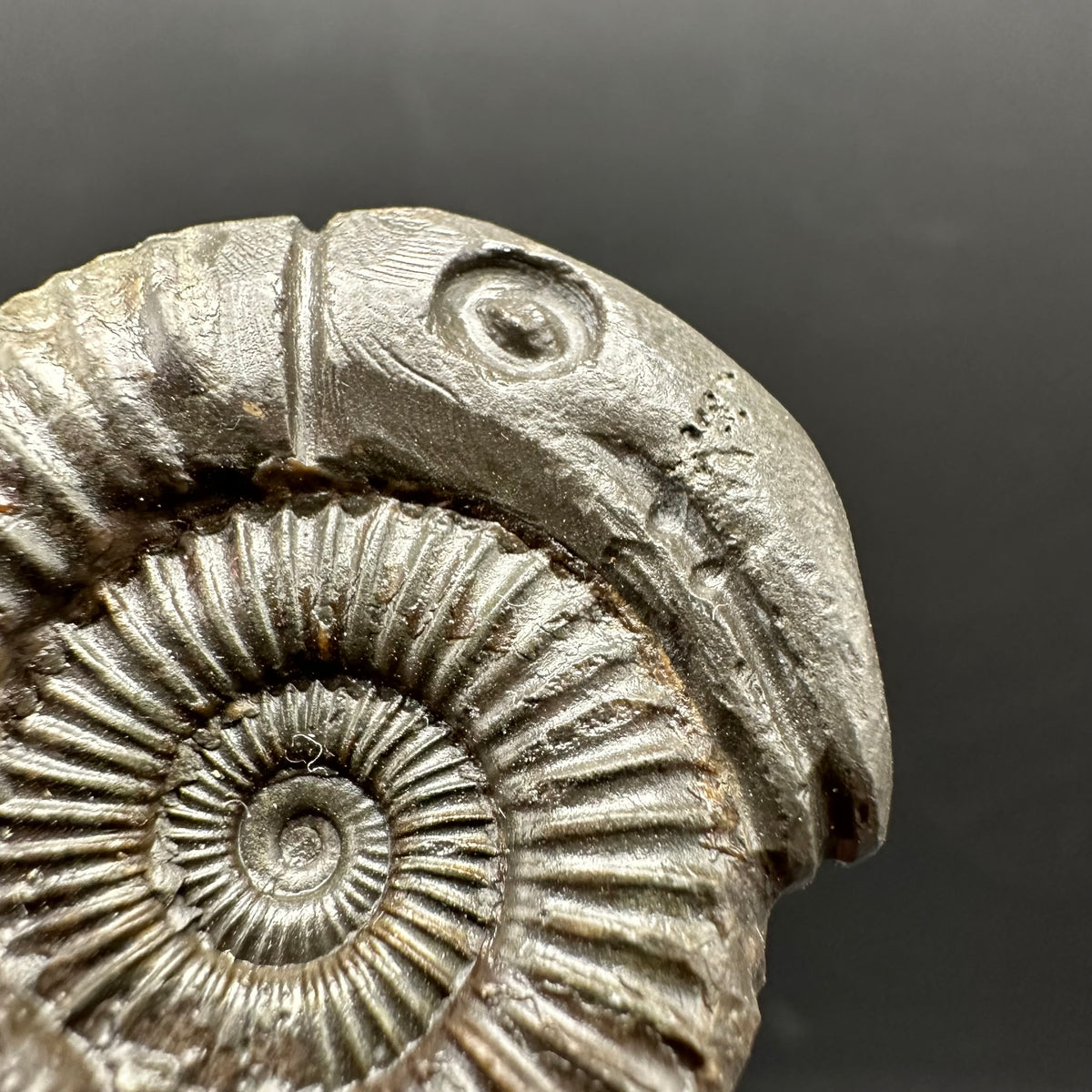 Snakestone Ammonite Fossil With Bag/Box And Stand - Whitby, North Yorkshire Jurassic Coast Yorkshire Fossils