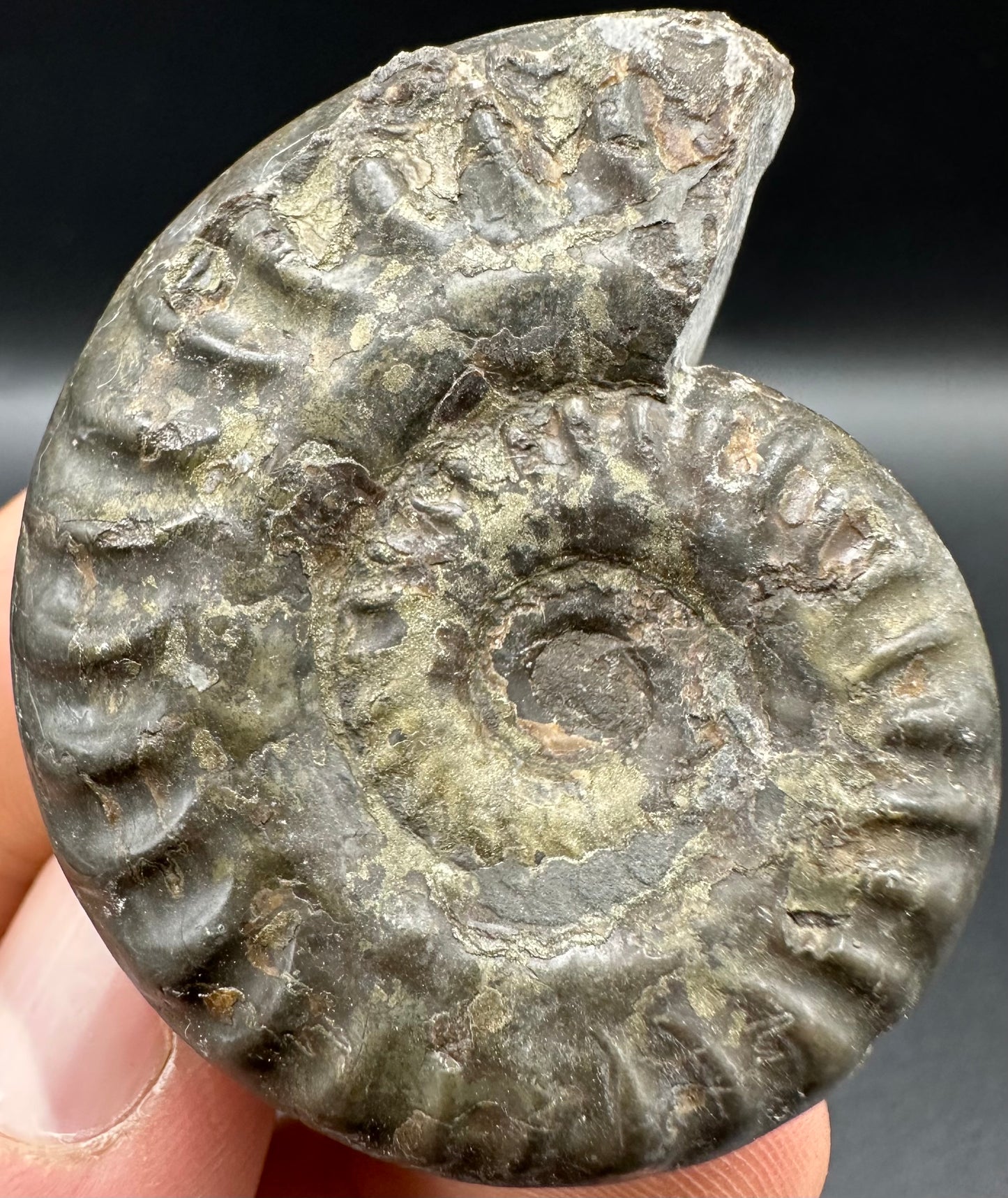 Hildoceras lusitanicum Ammonite fossil with box and stand - Whitby, North Yorkshire, Jurassic Coast, Yorkshire Fossils from the Jurassic Coast