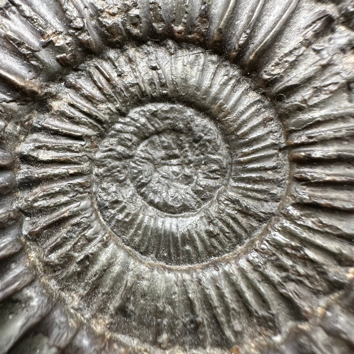 Peronoceras fibulatum Ammonite fossil with box and stand - Whitby, North Yorkshire Jurassic Coast Yorkshire Fossils
