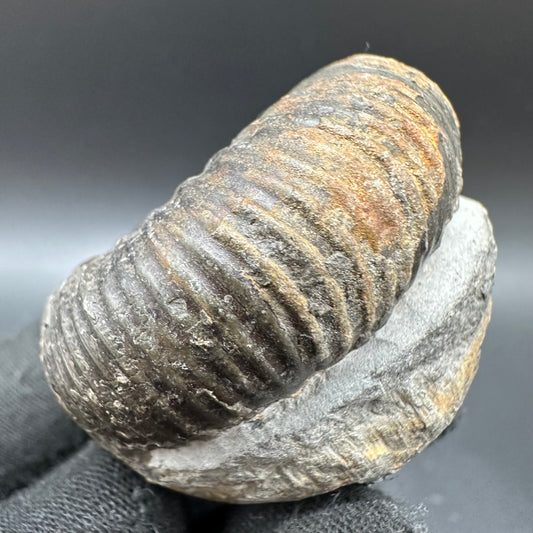 Catacoeloceras Sp. ammonite fossil with box and stand- Whitby, North Yorkshire Jurassic Coast Yorkshire Fossils