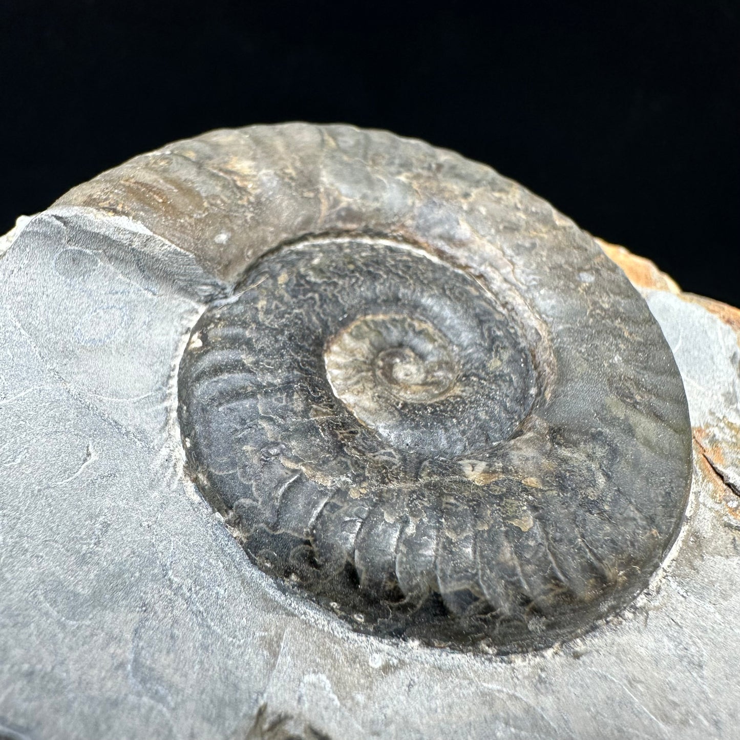 Grammoceras thoaurense Ammonite shell fossil - Whitby, North Yorkshire, Yorkshire Fossils from the Jurassic Coast