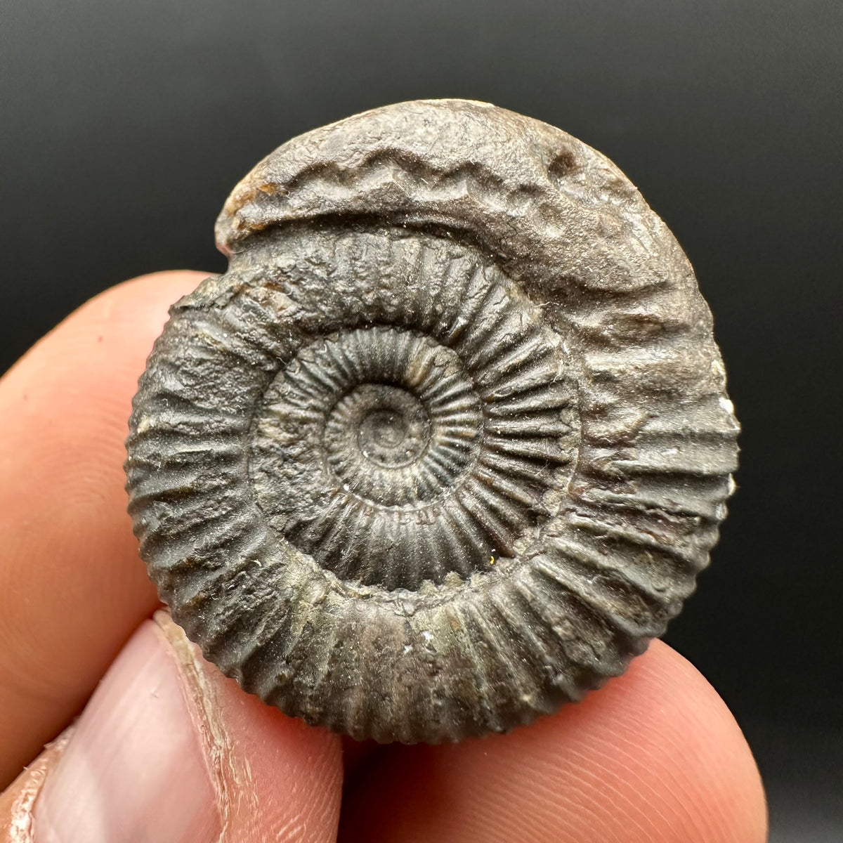 Snakestone Ammonite Fossil With Bag/Box And Stand - Whitby, North Yorkshire Jurassic Coast Yorkshire Fossils