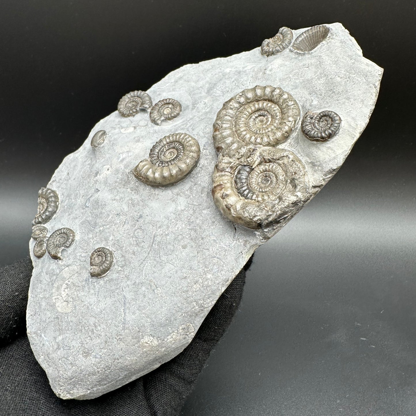 Arnioceras ammonite shell fossil with stand - Whitby, North Yorkshire Jurassic Coast Yorkshire Fossils