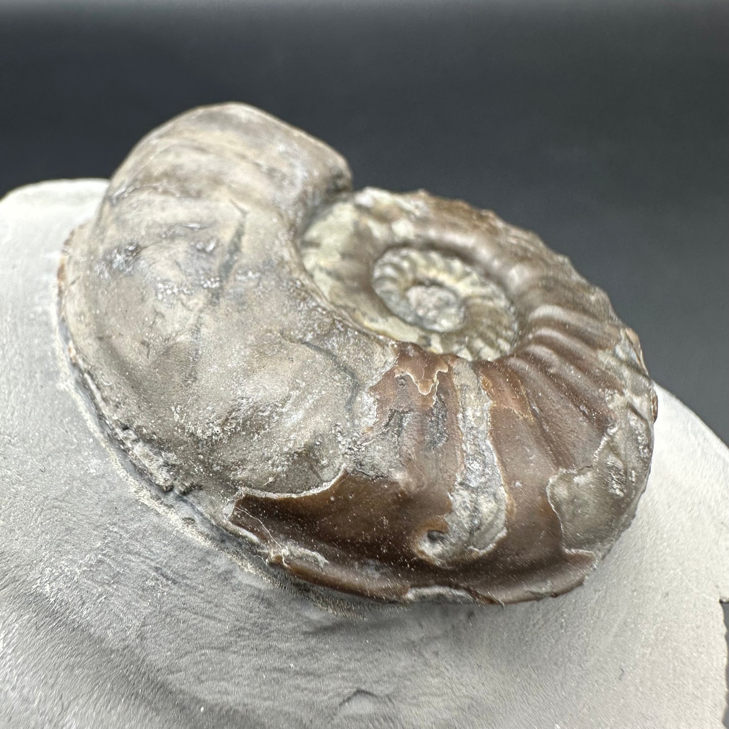 Agassiceras sp. ammonite fossil with box and stand - Whitby, North Yorkshire Jurassic Coast Yorkshire Fossils