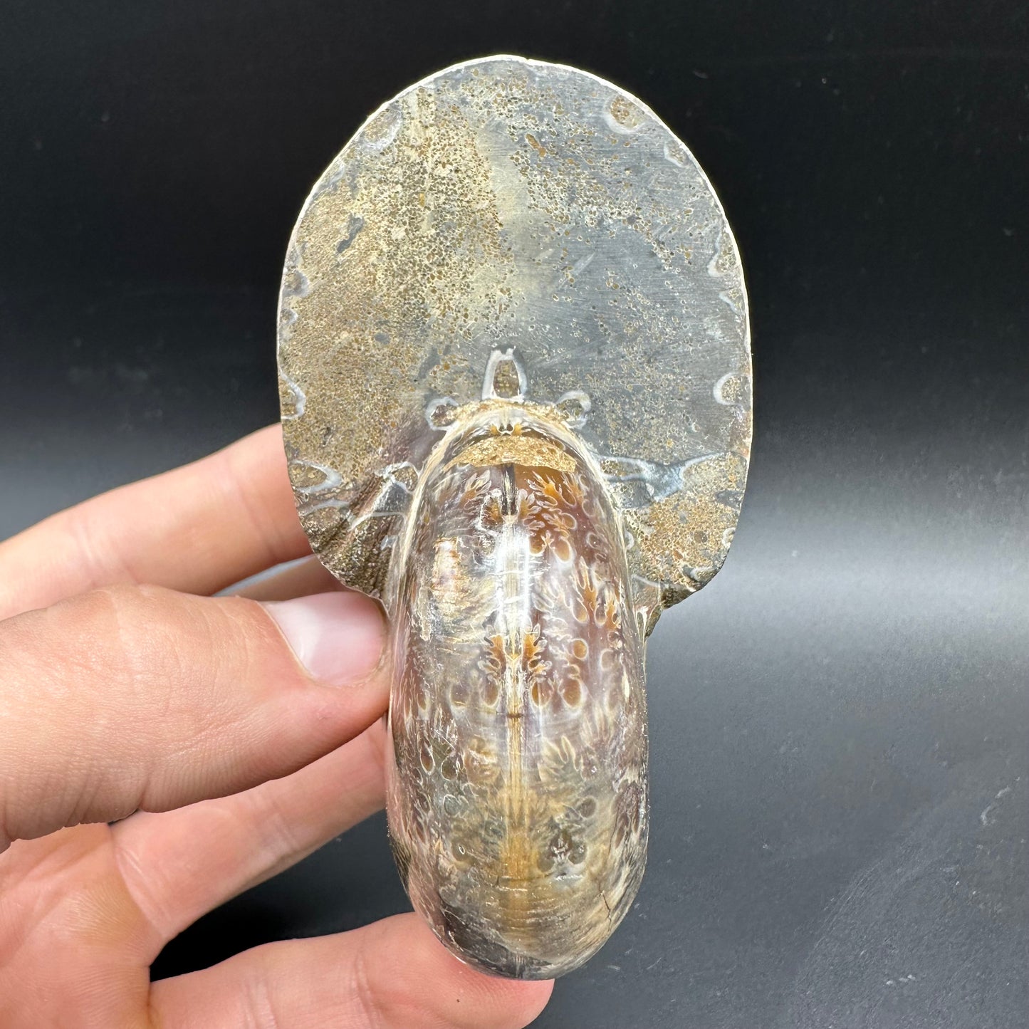 Phylloceras Ammonite Fossil With Box And Stand - Cretaceous Ammonite Madagascar