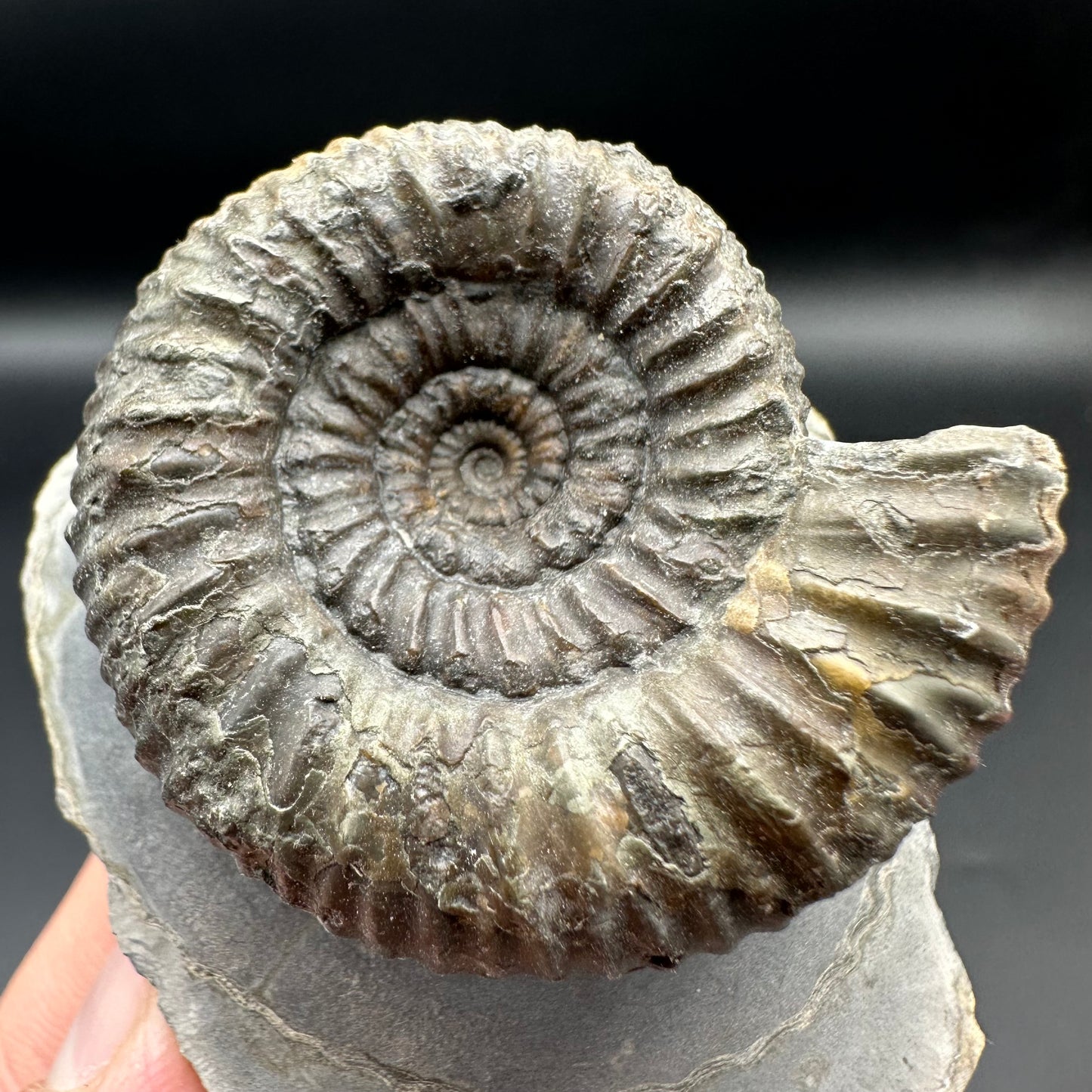 Catacoeloceras Sp. ammonite fossil with box and stand- Whitby, North Yorkshire Jurassic Coast Yorkshire Fossils