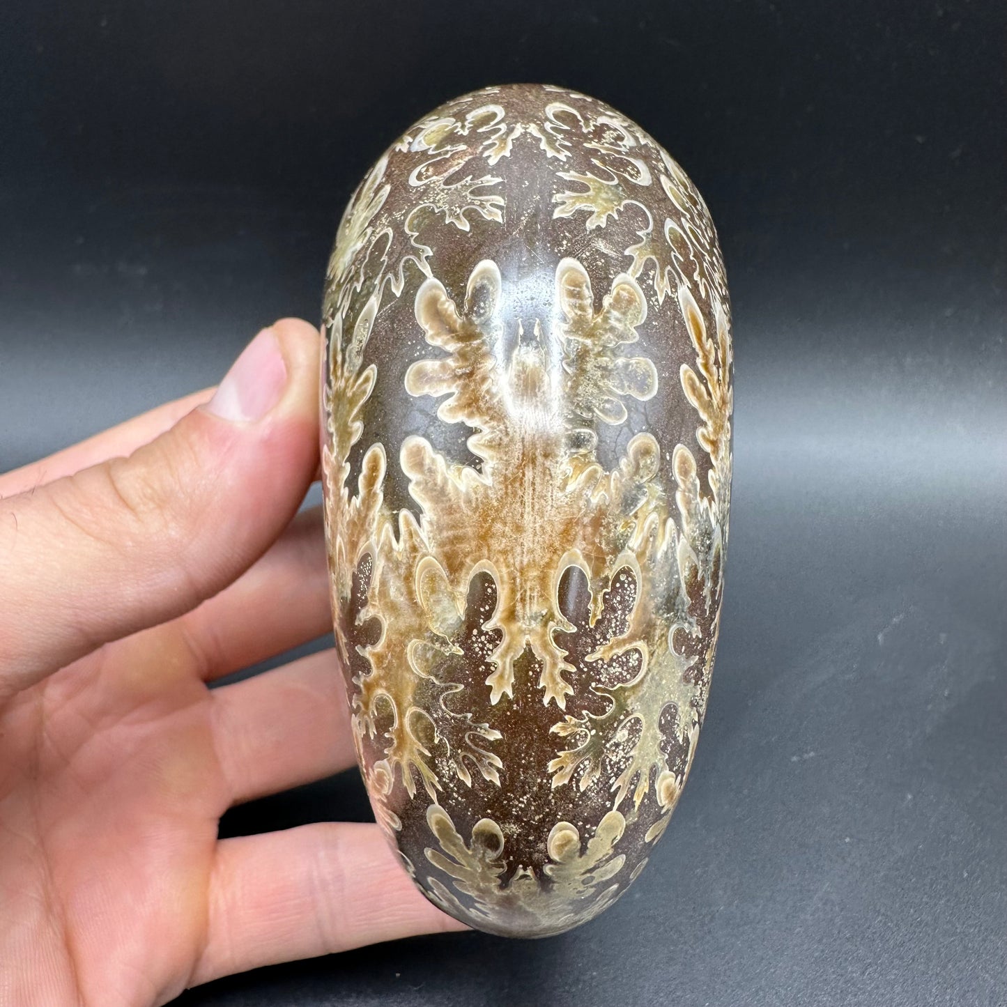 Phylloceras Ammonite Fossil With Box And Stand - Cretaceous Ammonite Madagascar