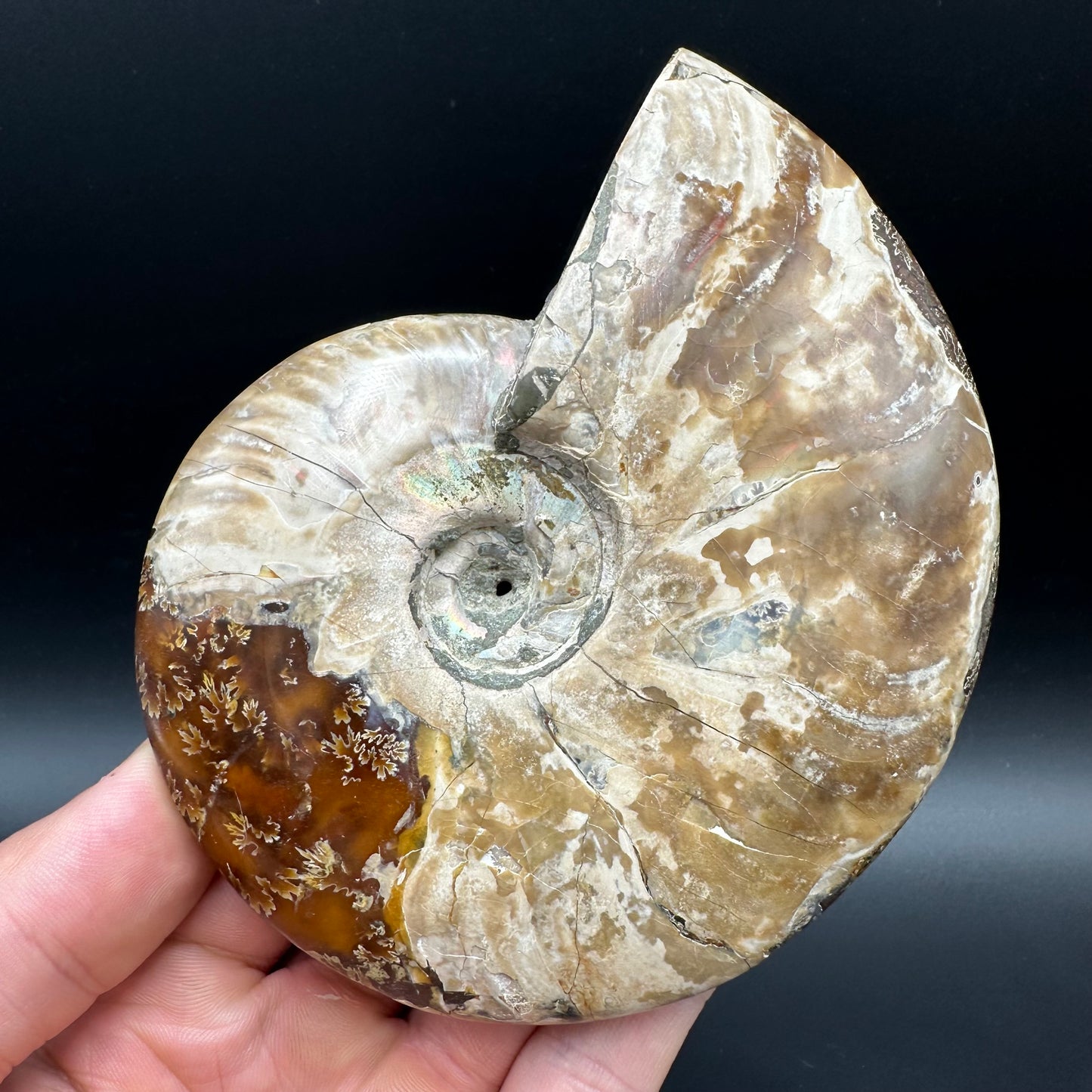 Cleoniceras Ammonite Fossil With Box And Stand - Cretaceous Ammonite Madagascar