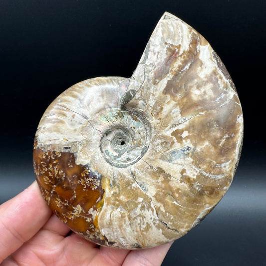 Cleoniceras Ammonite Fossil With Box And Stand - Cretaceous Ammonite Madagascar