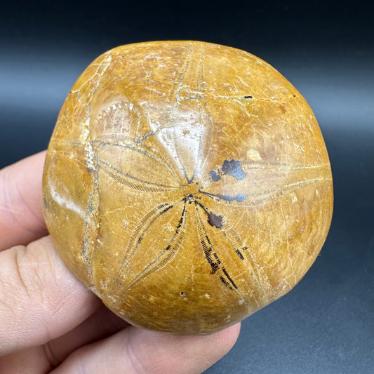 Holectypus Sea Urchin Fossil With Box And Stand - Middle Jurassic Madagascar