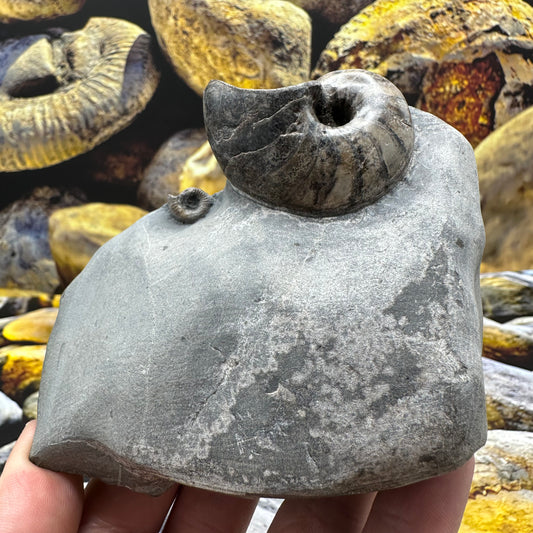 Nautilus fossil - Whitby, North Yorkshire Jurassic Coast, Yorkshire fossils