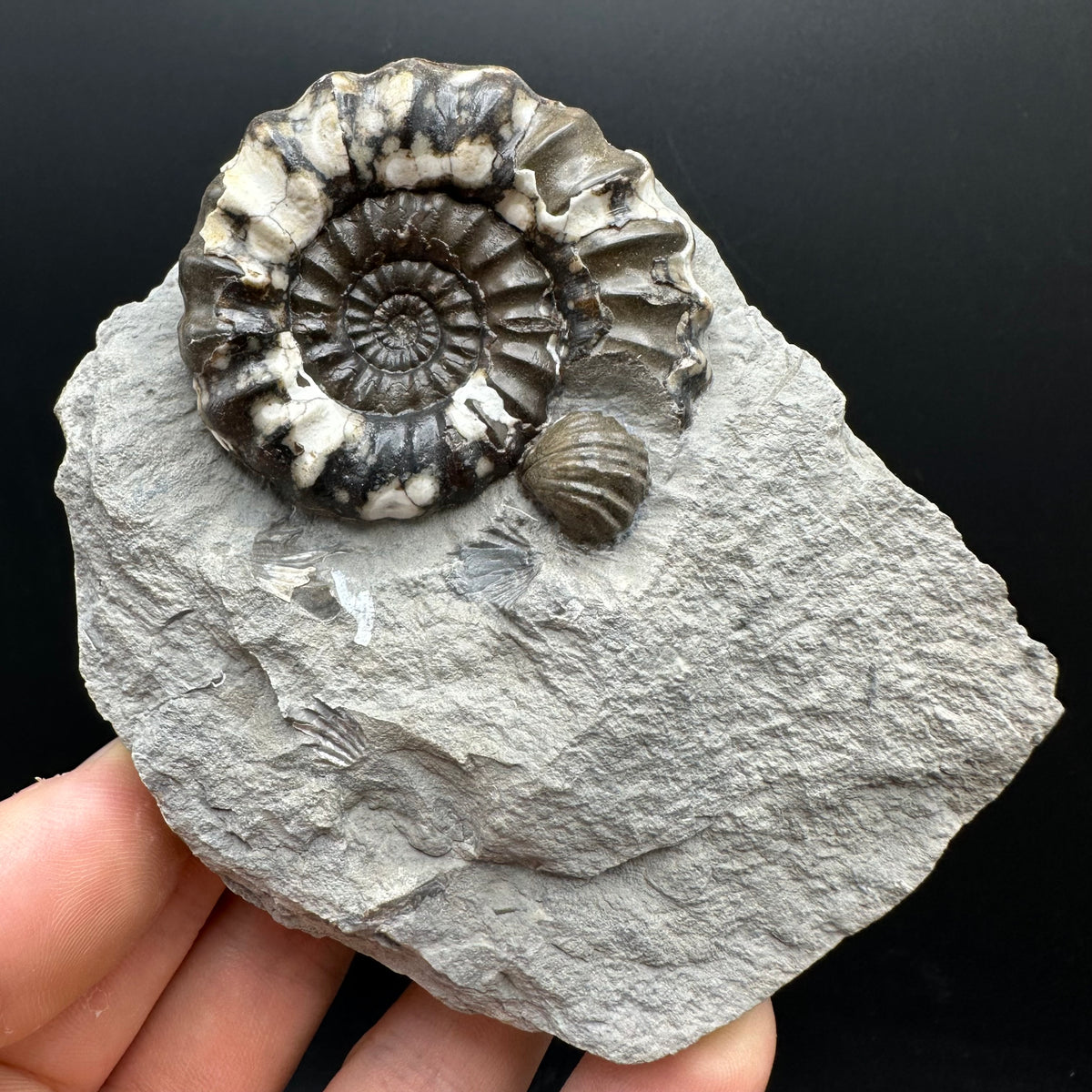 Androgynoceras maculatum ammonite fossil with box and stand - Whitby, North Yorkshire Jurassic Coast Yorkshire Fossils