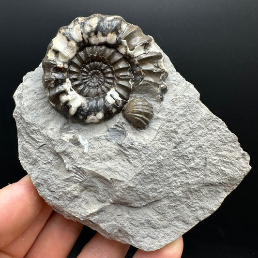 Androgynoceras maculatum ammonite fossil with box and stand - Whitby, North Yorkshire Jurassic Coast Yorkshire Fossils