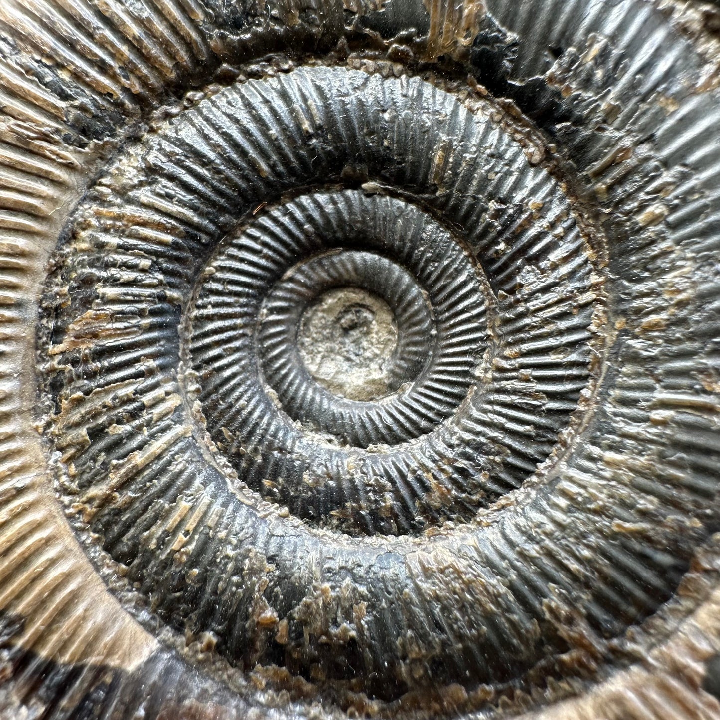 Dactylioceras tenuicostatum ammonite fossil with box and stand - Whitby, North Yorkshire Jurassic Coast