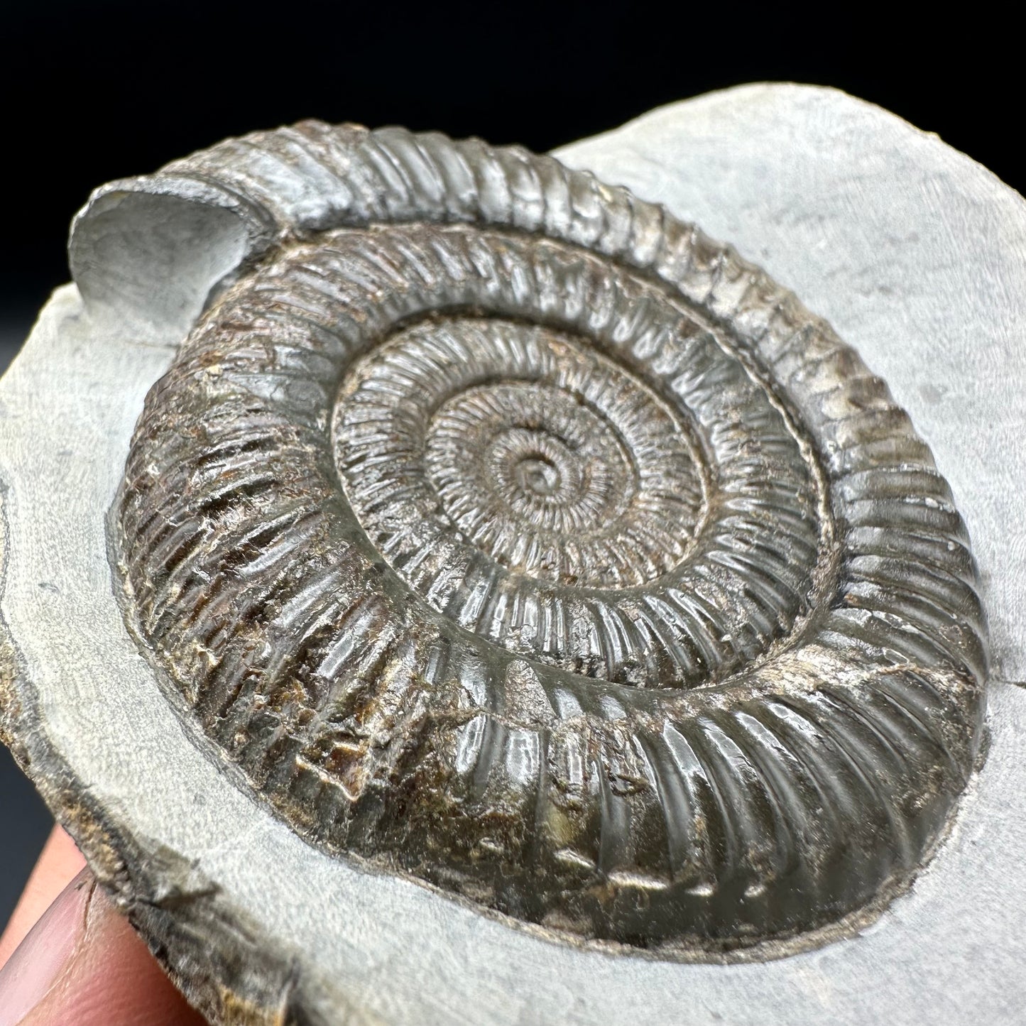 Dactylioceras Ammonite Fossil With Box And Stand - Whitby, North Yorkshire Jurassic Coast Yorkshire Fossils