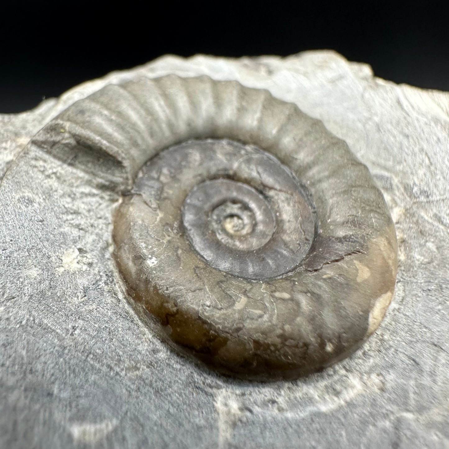 Arnioceras ammonite shell fossil with box and stand - Whitby, North Yorkshire Jurassic Coast Yorkshire Fossils