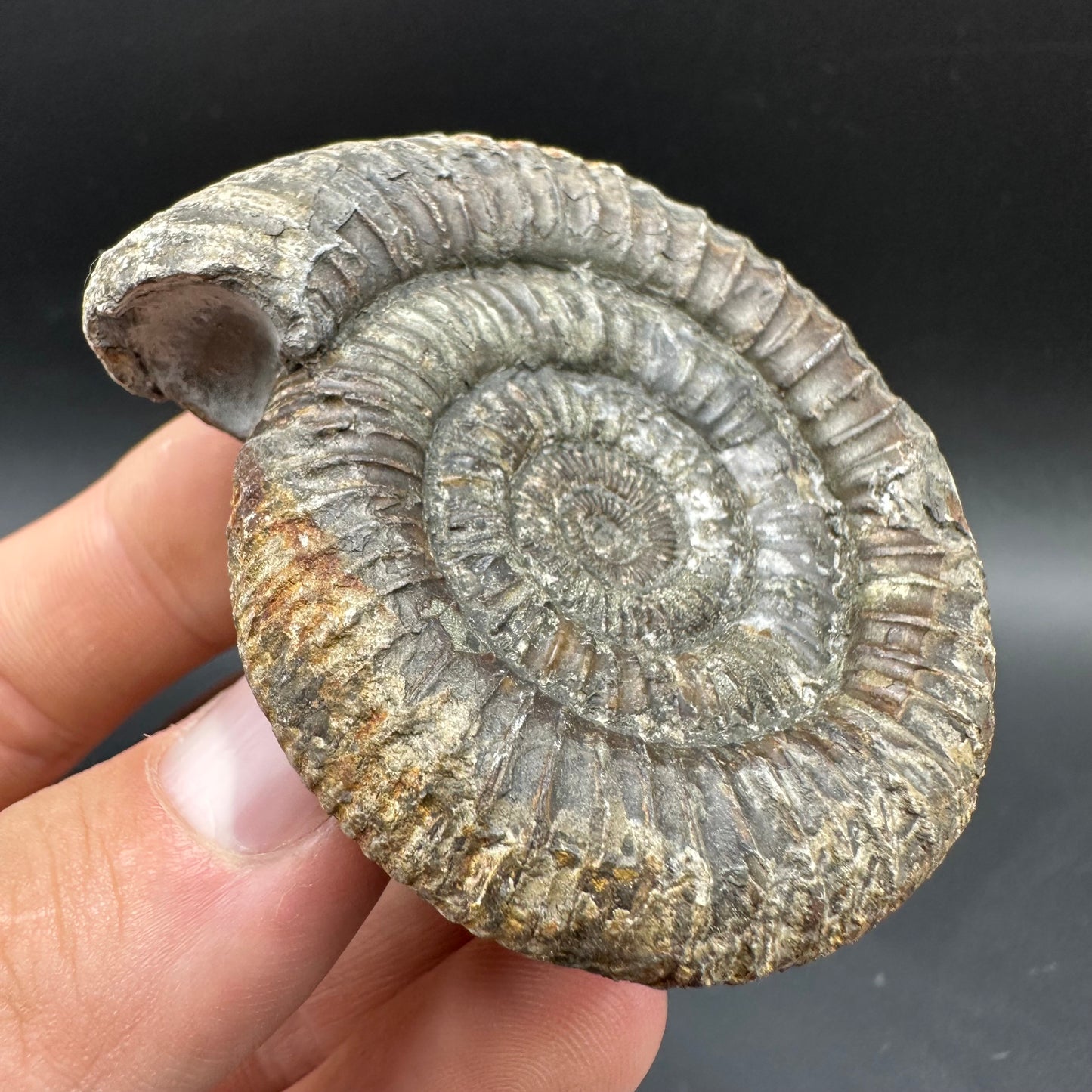 Dactylioceras Ammonite Fossil With box and Stand - Whitby, North Yorkshire Jurassic Coast Yorkshire Fossils