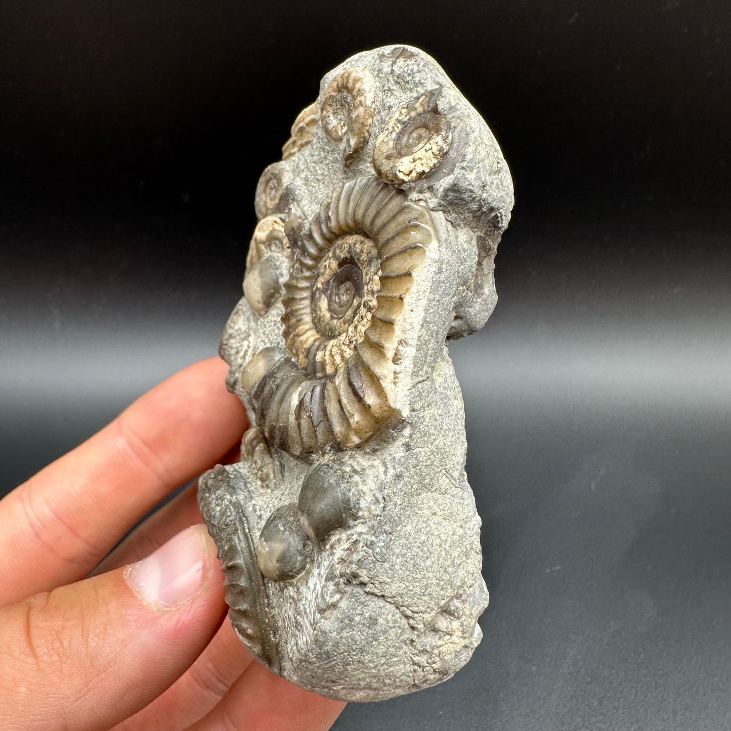 Arnioceras ammonite shell fossil with box and stand - Whitby, North Yorkshire Jurassic Coast Yorkshire Fossils