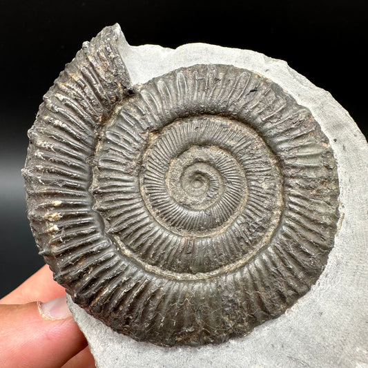 Peronoceras turriculatum Ammonite fossil with box and stand - Whitby, North Yorkshire Jurassic Coast, Yorkshire fossils