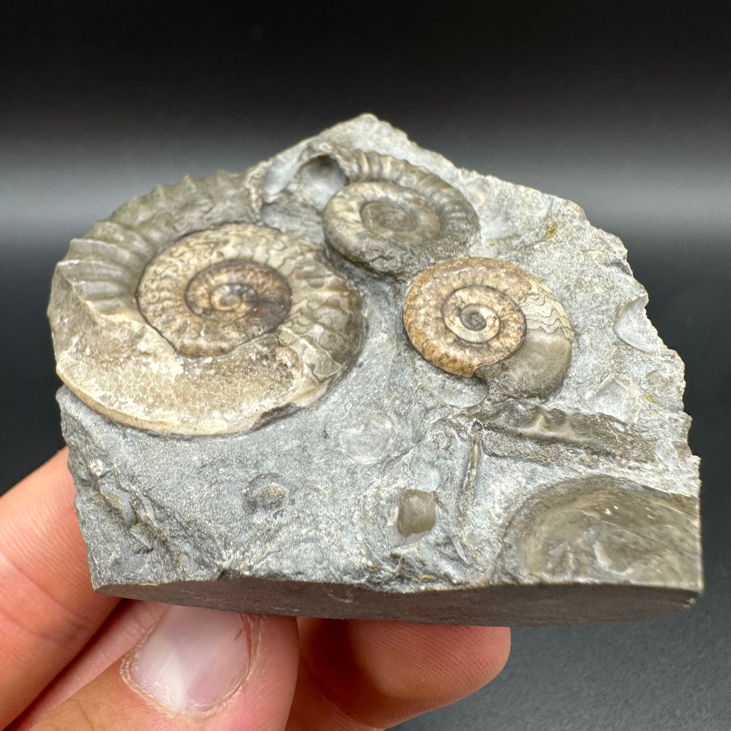 Arnioceras ammonite shell fossil with box and stand - Whitby, North Yorkshire Jurassic Coast Yorkshire Fossils