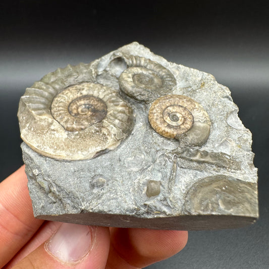 Arnioceras ammonite shell fossil with box and stand - Whitby, North Yorkshire Jurassic Coast Yorkshire Fossils