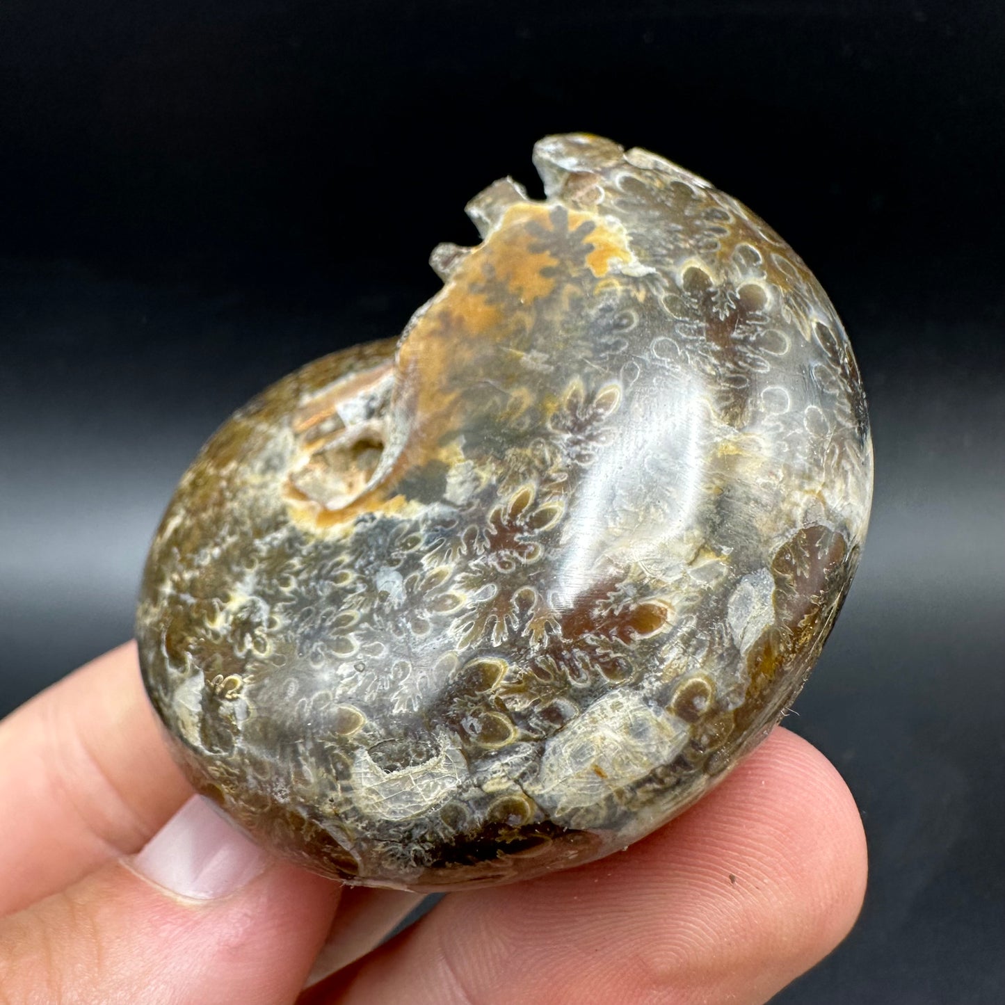 Phylloceras Ammonite Fossil With Box And Stand - Cretaceous Ammonite Madagascar