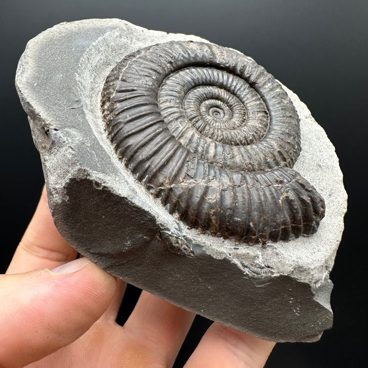 Dactylioceras Ammonite Fossil With box and Stand - Whitby, North Yorkshire Jurassic Coast Yorkshire Fossils