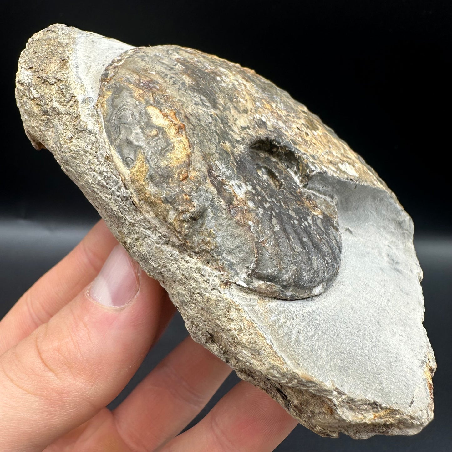 Pseudolioceras lythense Ammonite fossil with box and stand - Whitby, North Yorkshire, Yorkshire Fossils on the Jurassic Coast