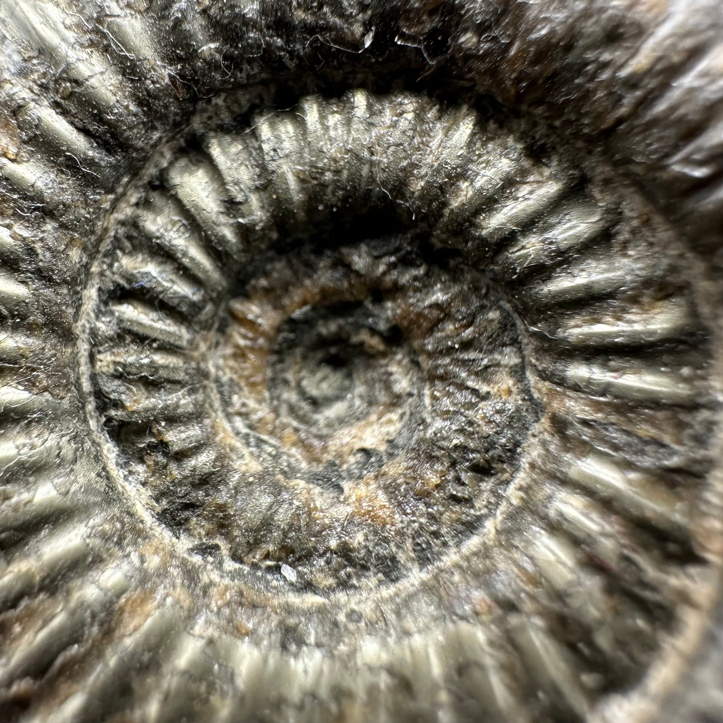 Dactylioceras semicelatum Ammonite fossil - Whitby, North Yorkshire Jurassic Coast Yorkshire Fossils