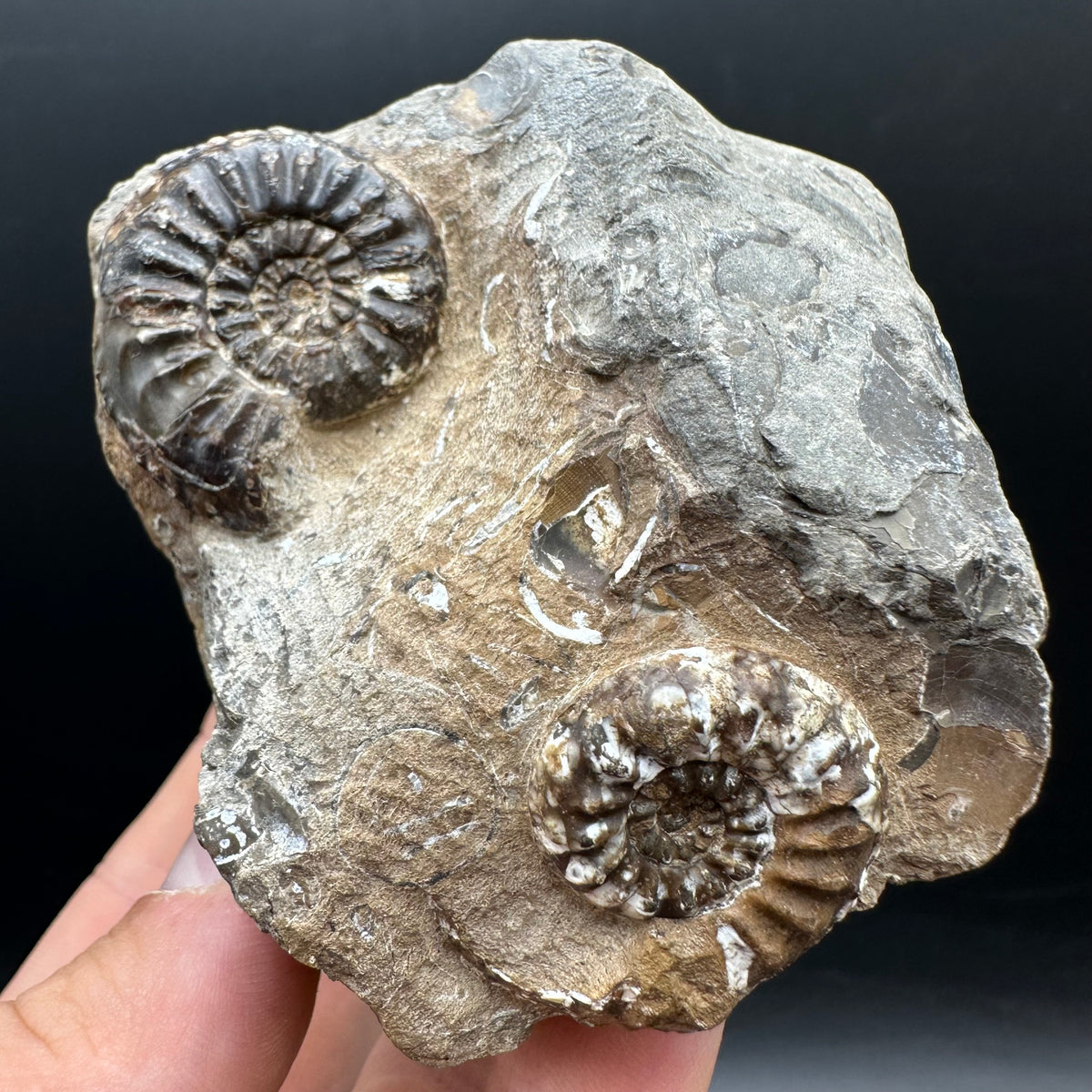 Amaltheus subnodosus Ammonite fossil with stand - Whitby, North Yorkshire Jurassic Coast Yorkshire Fossils