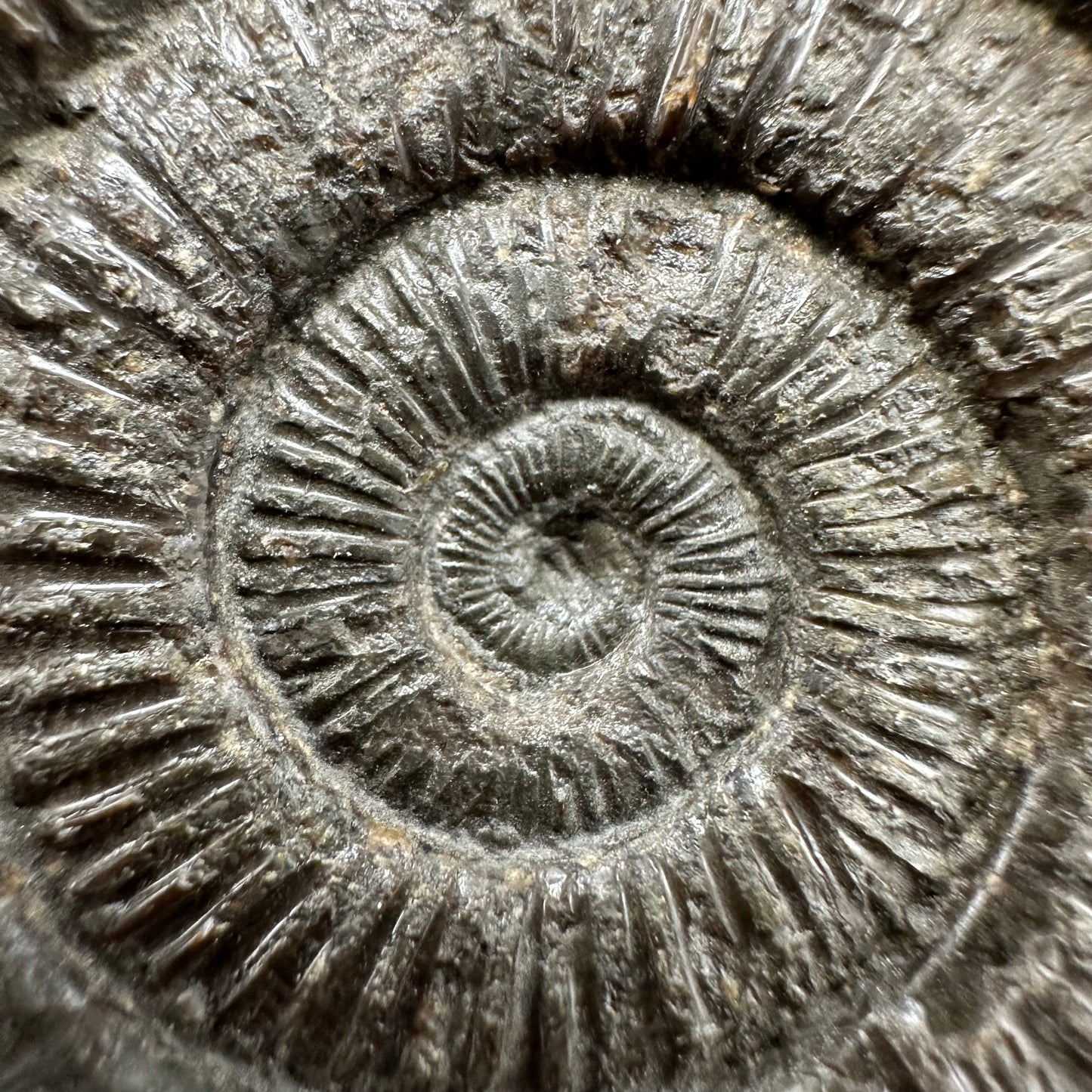 Dactylioceras Ammonite Fossil With box and Stand - Whitby, North Yorkshire Jurassic Coast Yorkshire Fossils