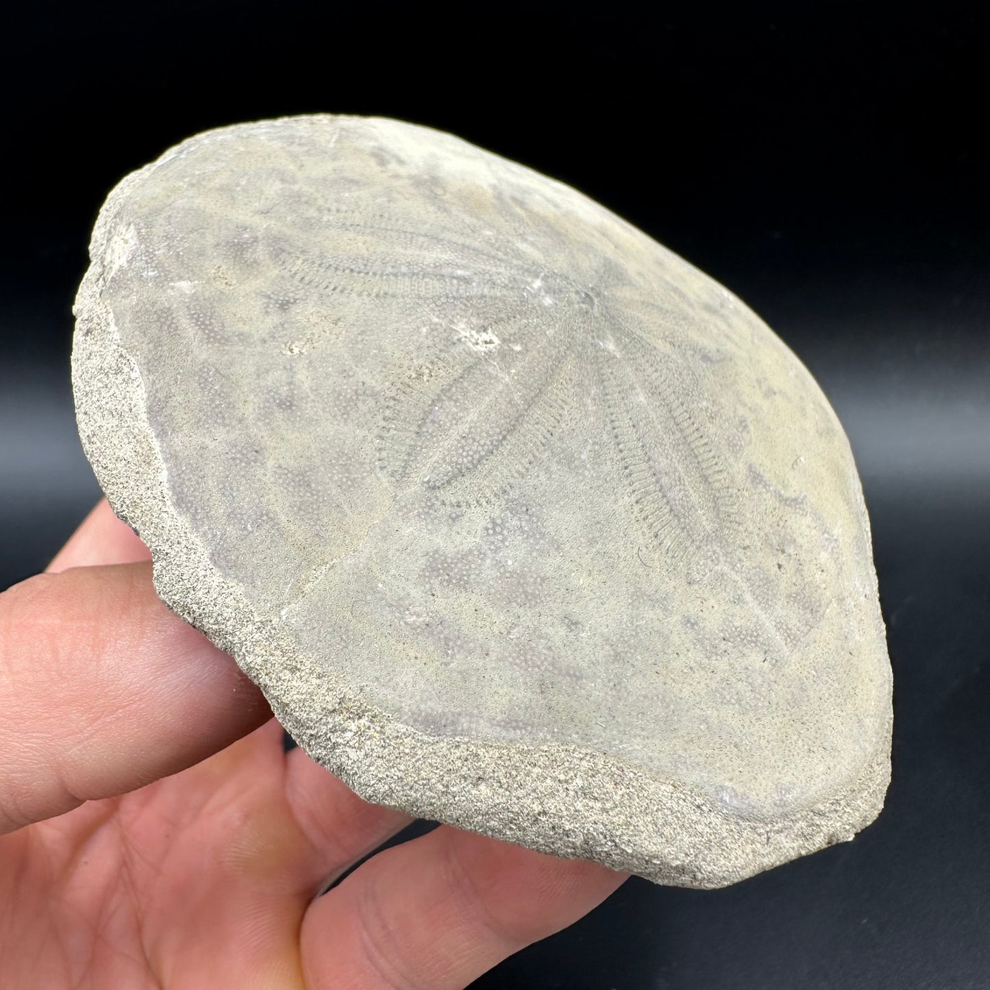 Echinoid (Sea Urchin) Fossil With Box And Stand - Indonesian Echinoid Fossil Indonesia