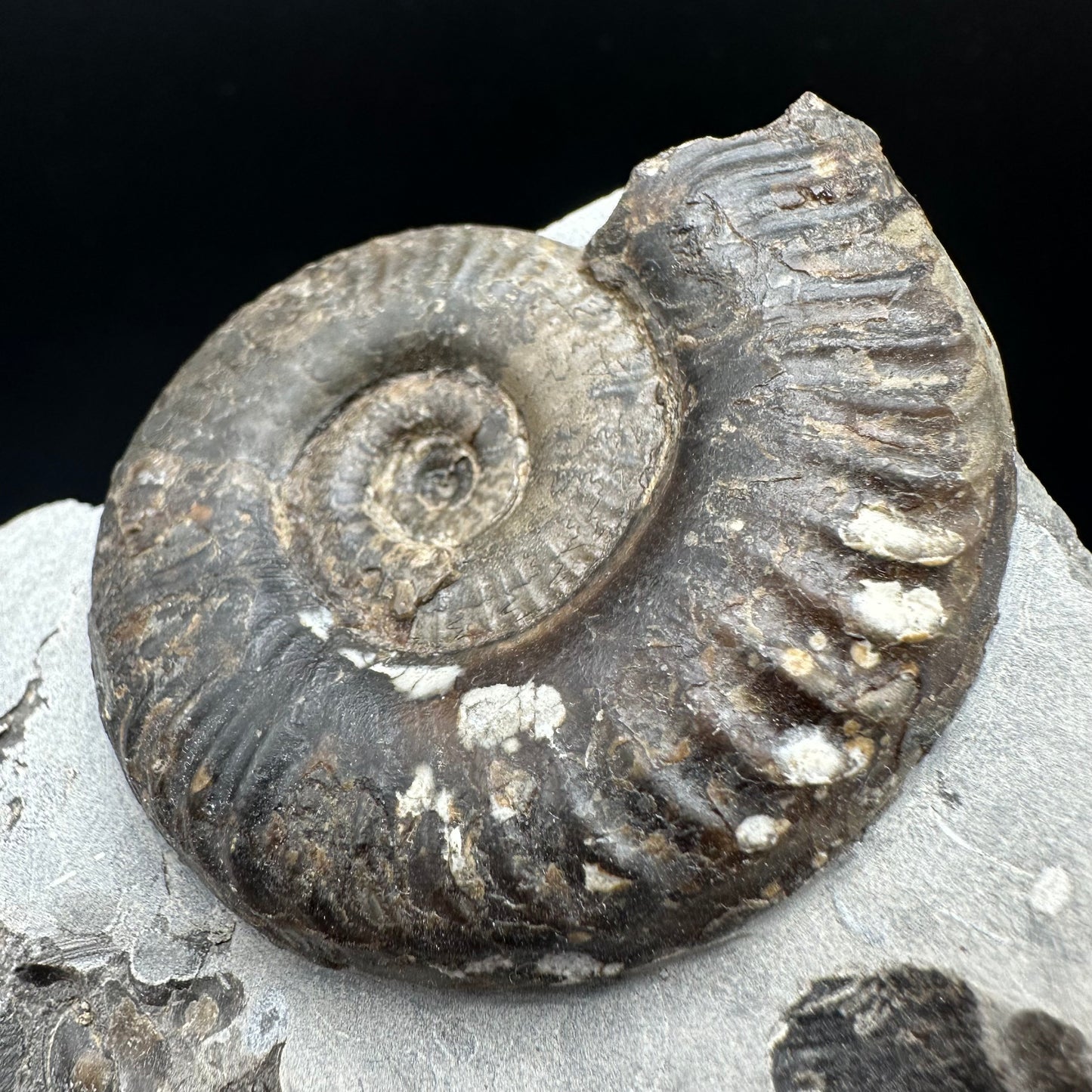 Grammoceras thoaurense Ammonite shell fossil with box and stand - Whitby, North Yorkshire, Yorkshire Fossils from the Jurassic Coast