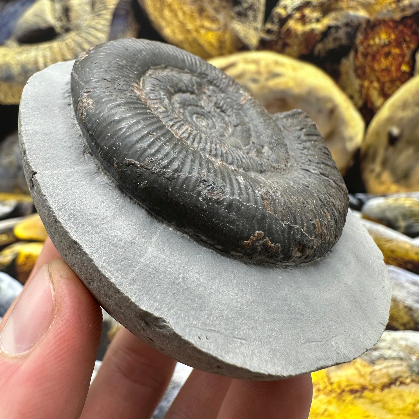 Dactylioceras tenuicostatum ammonite fossil - Whitby, North Yorkshire Jurassic Coast