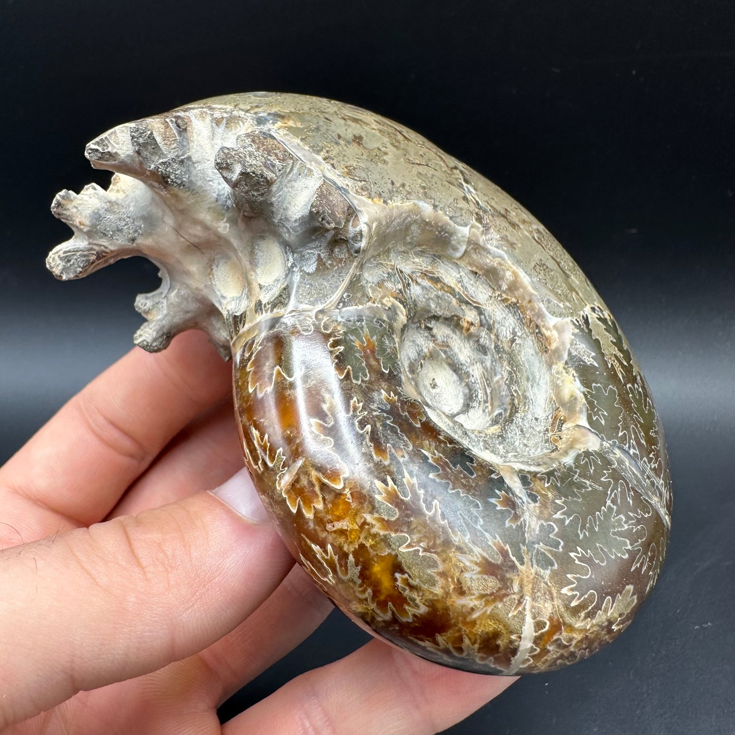 Puzosia Ammonite Fossil With Box And Stand - Cretaceous Ammonite Madagascar