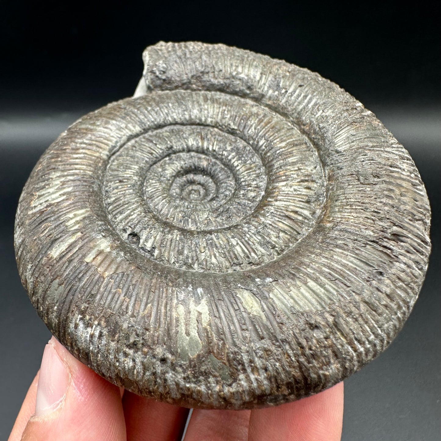 Dactylioceras semicelatum ammonite fossil with box and stand - Whitby, North Yorkshire Jurassic Coast Yorkshire Fossils