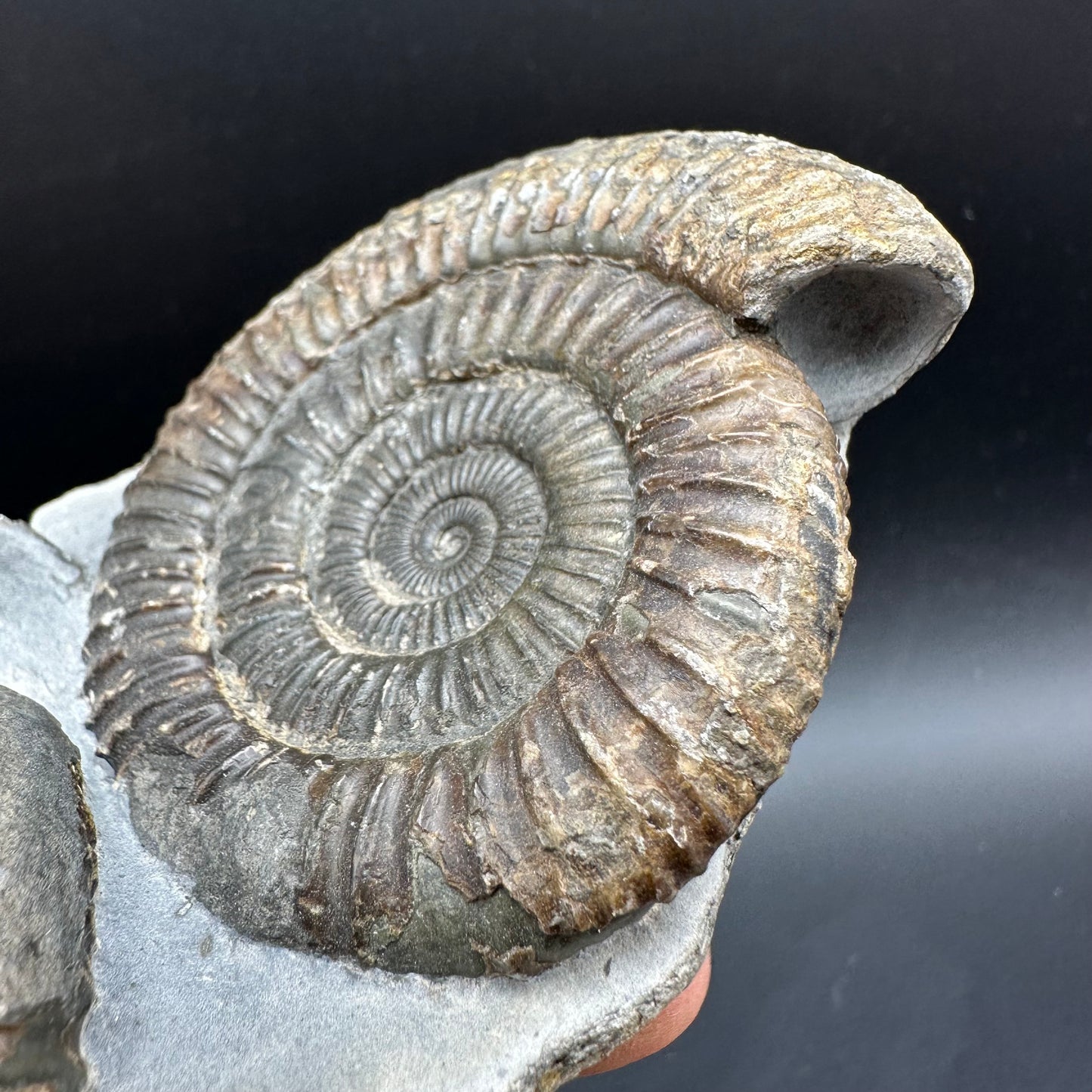 Dactylioceras Ammonite Fossil With Box And Stand - Whitby, North Yorkshire Jurassic Coast Yorkshire Fossils