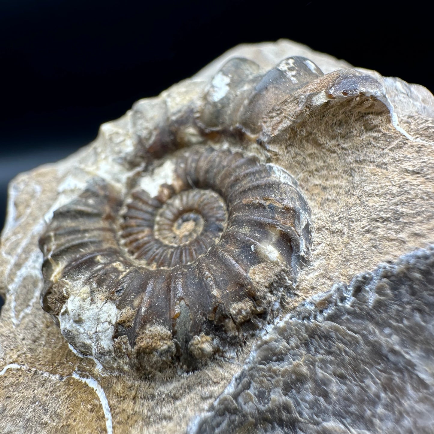 Androgynoceras Capricornus ammonite fossil with box and stand - Whitby, North Yorkshire Jurassic Coast Yorkshire Fossils